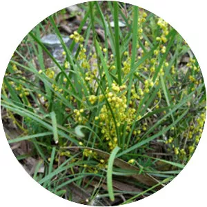 Lomandra filiformis