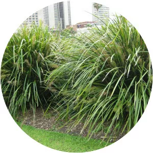 Lomandra hystrix