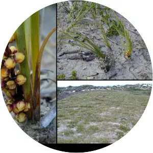 Lomandra maritima
