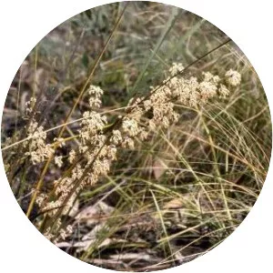 Lomandra multiflora