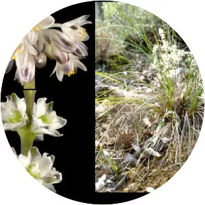 Lomandra nigricans - 