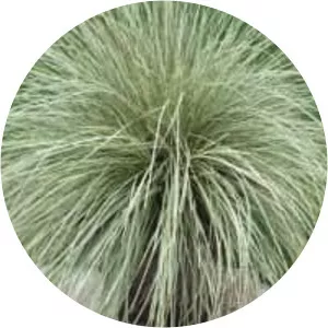 Lomandra - Plants