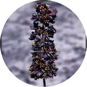 Lomandra purpurea