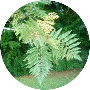 Lomatia ferruginea - 