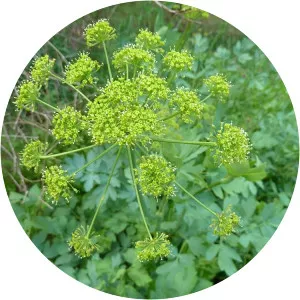 Lomatium californicum