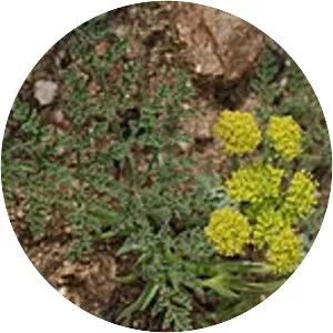 Lomatium mohavense