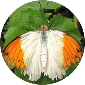 London Butterfly House