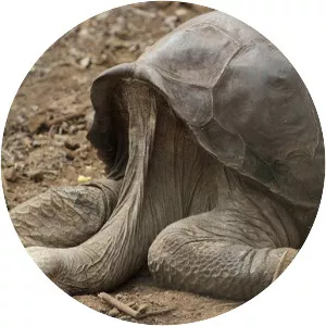 Lonesome George