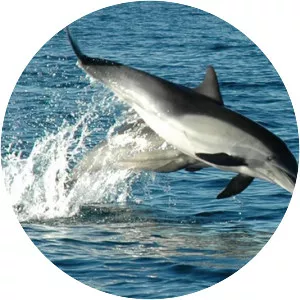 Long-beaked common dolphin
