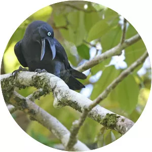 Long-billed crow - Bird