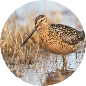 Long-billed dowitcher