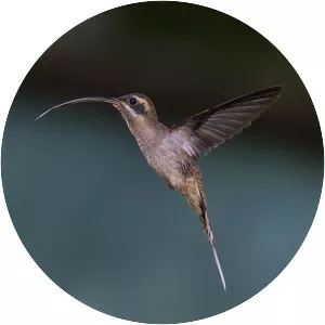 Long-billed hermit