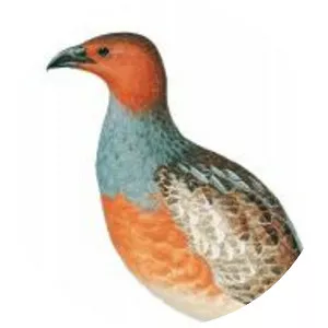 Long-billed partridge