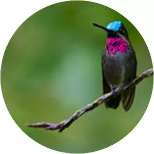 Long-billed starthroat