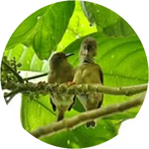 Long-billed white-eye - 