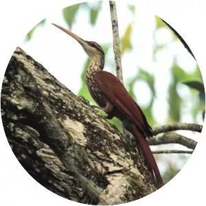 Long-billed woodcreeper