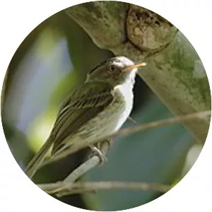 Long-crested pygmy tyrant