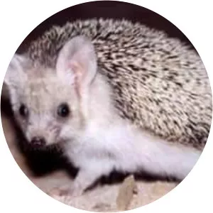 Long-eared hedgehog photograph