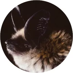 Long-eared myotis - Animal