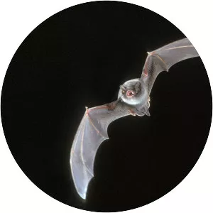 Long-fingered bat - Animal