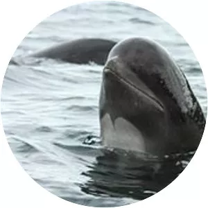 Long-finned pilot whale photograph