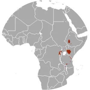 Long-haired rousette