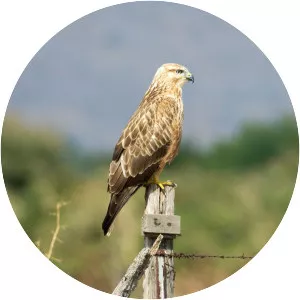 Long-legged buzzard