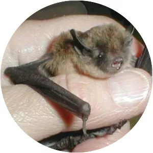 Long-legged myotis