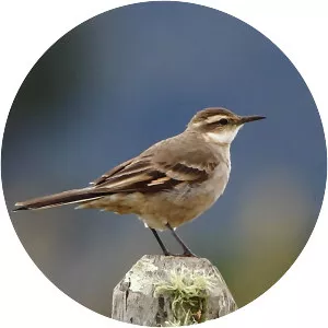 Long-tailed cinclodes