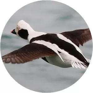 Long-tailed duck