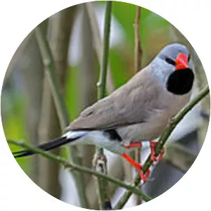 Long-tailed finch