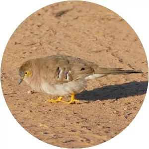 Long-tailed ground dove