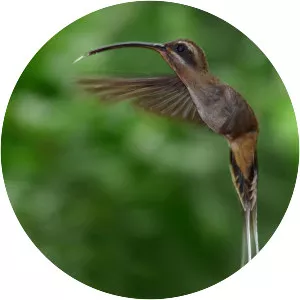 Long-tailed hermit