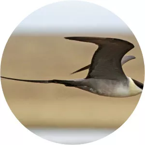 Long-tailed jaeger