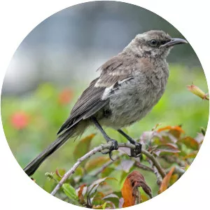 Long-tailed mockingbird