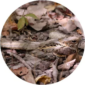 Long-tailed nightjar