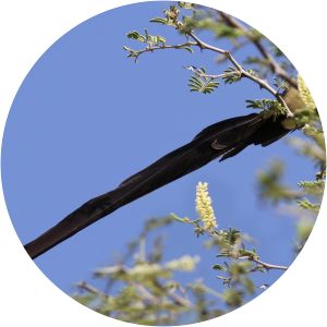 Long-tailed paradise whydah