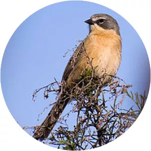 Long-tailed reed finch