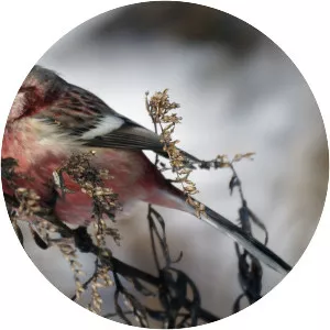 Long-tailed rosefinch - 