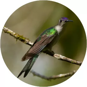 Long-tailed sabrewing