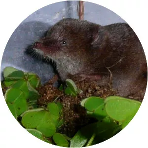 Long-tailed shrews - Animal