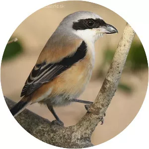Long-tailed shrike
