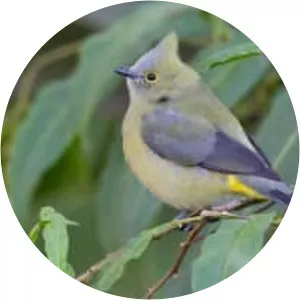 Long-tailed silky-flycatcher