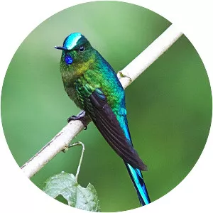 Long-tailed sylph