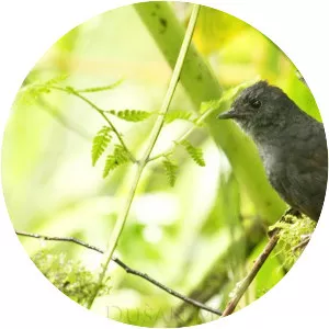 Long-tailed tapaculo
