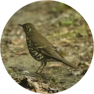 Long-tailed thrush