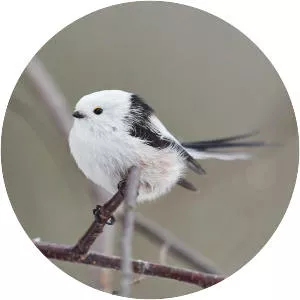 Long-tailed tit