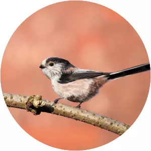Long-tailed tits