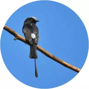 Long-tailed tyrant
