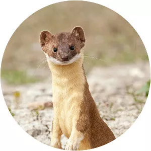Long-tailed weasel